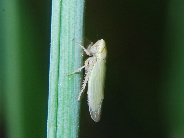 Cicadellidae Deltocephalinae